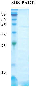 Short ragweed common allergen Amb a 1.1 Recombinant Protein