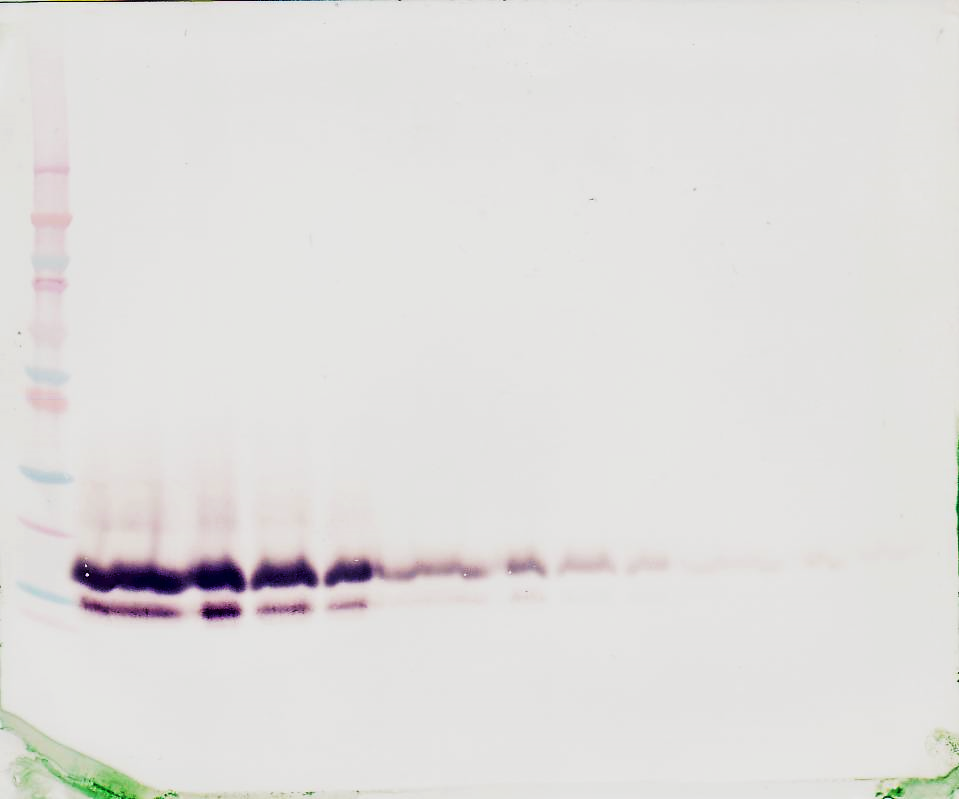 TFF-2 Antibody