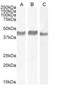 TIGIT Antibody [1B4], Rabbit IgG