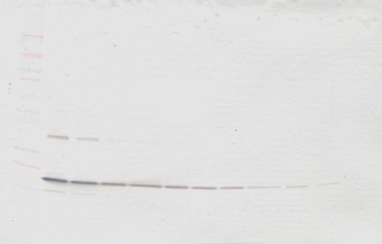 TNF-beta Antibody (biotin)