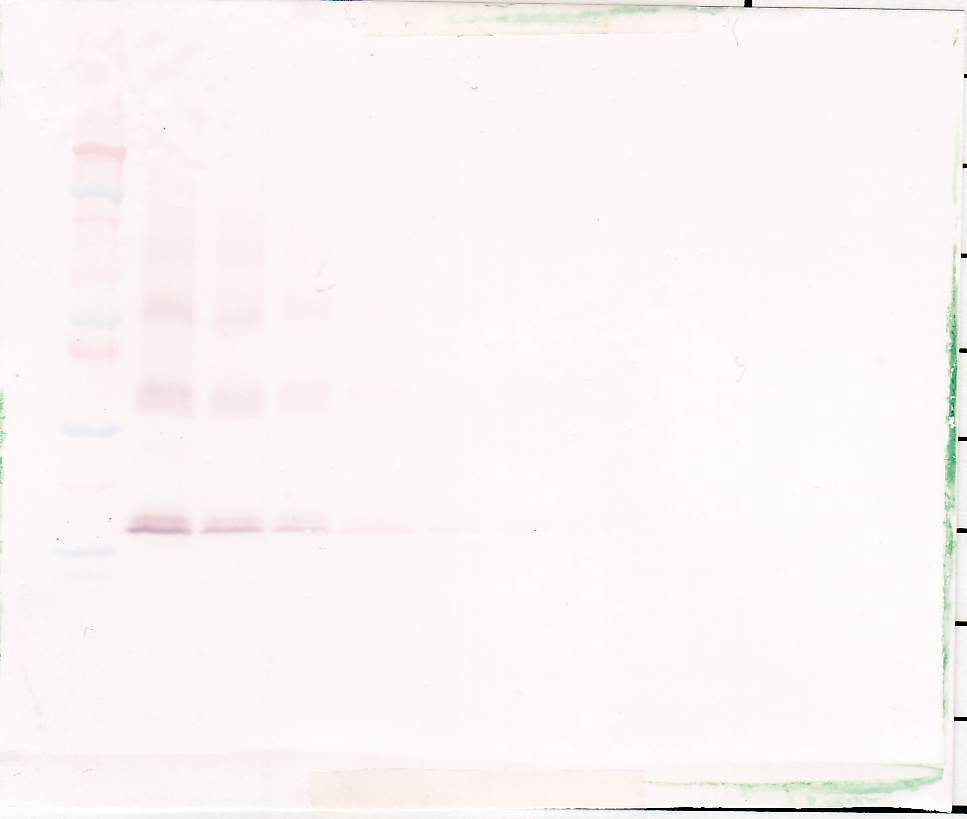 TPO Antibody