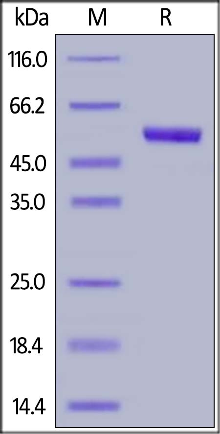 TSLP (R127A,  R130A) Recombinant Protein