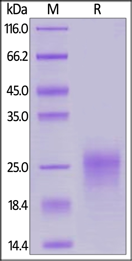 TSLP (R127A,  R130A) Recombinant Protein
