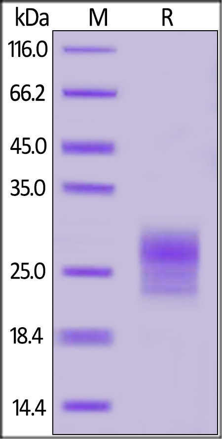 TSLP (R127A,  R130S) Recombinant Protein