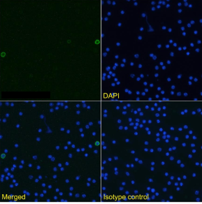 TWEAK Antibody [MTW-1], Rabbit IgG