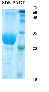 Toxoplasma gondii Surface Antigen (SAG) 2 Recombinant Protein