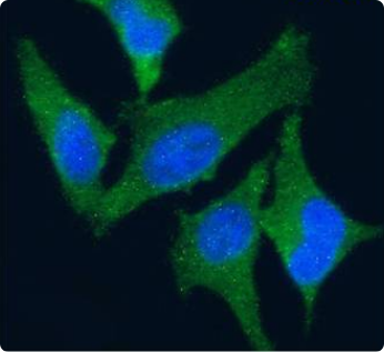TrkA Antibody [MNAC13], Rabbit IgG