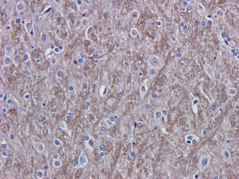 VEGF Antibody [A.4.6.1], Mouse IgG1