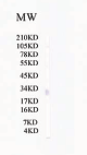 SLC5A3 Antibody