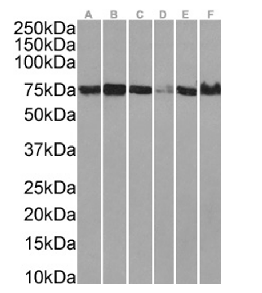 XPNPEP1 Antibody [SAIC-07B-14], Rabbit IgG