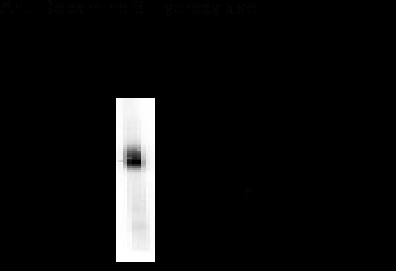 Dopamine b-Hydroxylase Antibody