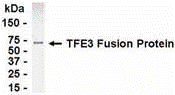 TFE3 Antibody