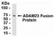 ADAM23 Antibody