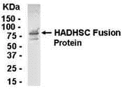 HADHSC Antibody