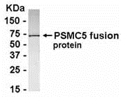 PSMC5 Antibody