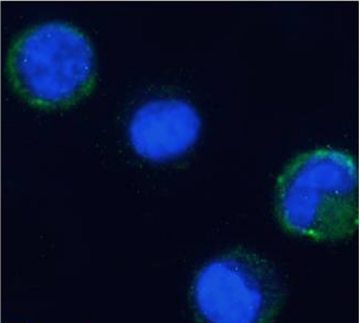 alpha-4 integrin Antibody [21.6], Rabbit IgG