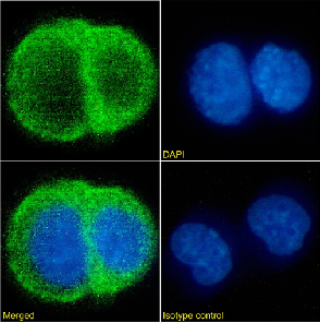 c-erbB-2 Antibody [FWP51], Mouse IgG1