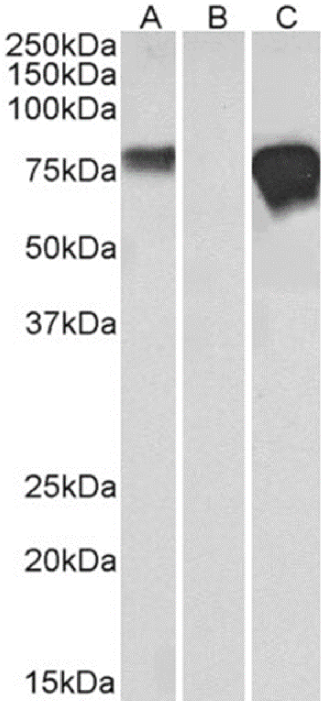 c-myc epitope tag Antibody [9E10], Mouse IgG1