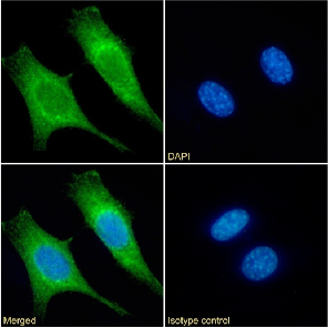 cytochrome c Antibody [3.7C4], Rabbit IgG