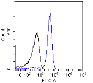 p53 Antibody [PAb421], Rabbit IgG
