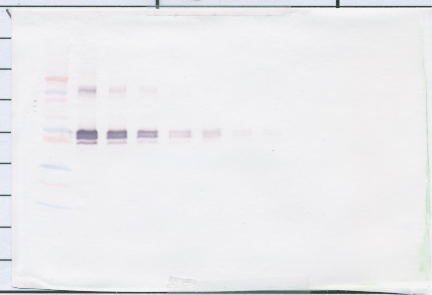 sCD14 Antibody (biotin)