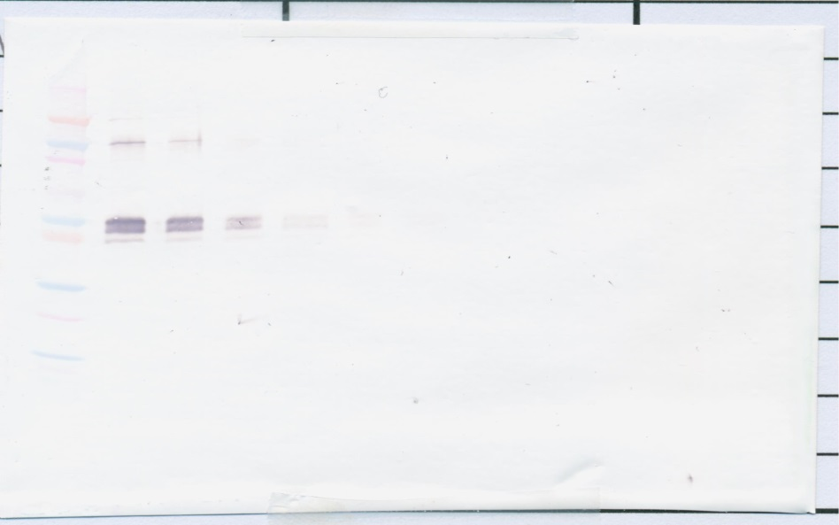 sCD14 Antibody
