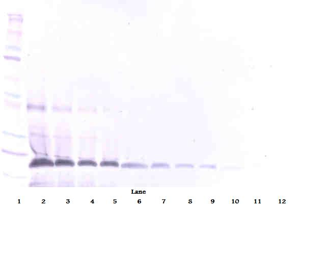 sFas Receptor Antibody (biotin)