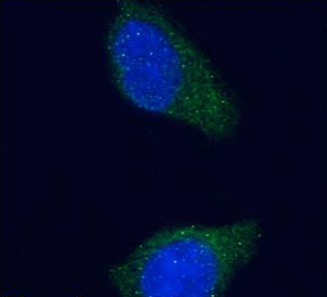 tau Antibody [Tau-5], Mouse IgG1