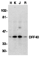 DFF40 Antibody