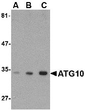 ATG10 Antibody