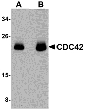 CDC42 Antibody