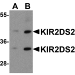 Western blot analysis of KIR2DS2 in 293 cell lysate with KIR2DS2 antibody at (A) 1 and (B) 2 μg/ml.
