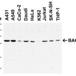<strong> Figure 1 WB Validation in Human Cell Lines </strong><br>Loading: 10 μg of lysate Antibodies: BACE, 2253, 1 μ g/mL , 1 h incubation at RT in 5% NFDM/TBST. Secondary: Goat Anti-Rabbit IgG HRP conjugate at 1:10000 dilution.