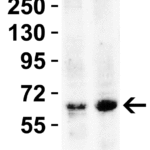 <strong>Figure 3 WB Validation in Mouse Tissues </strong><br>Loading: 15 μg of lysate Antibodies: BACE, 2253, 2 μg/mL , 1 h incubation at RT in 5% NFDM/TBST. Secondary: Goat Anti-Rabbit IgG HRP conjugate at 1:10000 dilution.