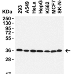 <strong> Figure 1 WB Validation in Human Cell Lines </strong><br>Loading: 15 μg of lysate Antibodies: GAPDH, 3783, 0.5 μ g/mL , 1 h incubation at RT in 5% NFDM/TBST. Secondary: Goat Anti-Rabbit IgG HRP conjugate at 1:10000 dilution.