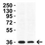 <strong>Figure 2 WB Validation in Mouse Tissues </strong><br>Loading: 15 μg of lysate Antibodies: GAPDH, 3783, 1 μg/mL , 1 h incubation at RT in 5% NFDM/TBST. Secondary: Goat Anti-Rabbit IgG HRP conjugate at 1:10000 dilution.