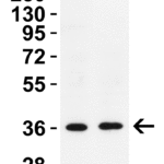 <strong>Figure 3 WB Validation in Rat Tissues </strong><br>Loading: 15 μg of lysate Antibodies: GAPDH, 3783, 1 μg/mL , 1 h incubation at RT in 5% NFDM/TBST. Secondary: Goat Anti-Rabbit IgG HRP conjugate at 1:10000 dilution.