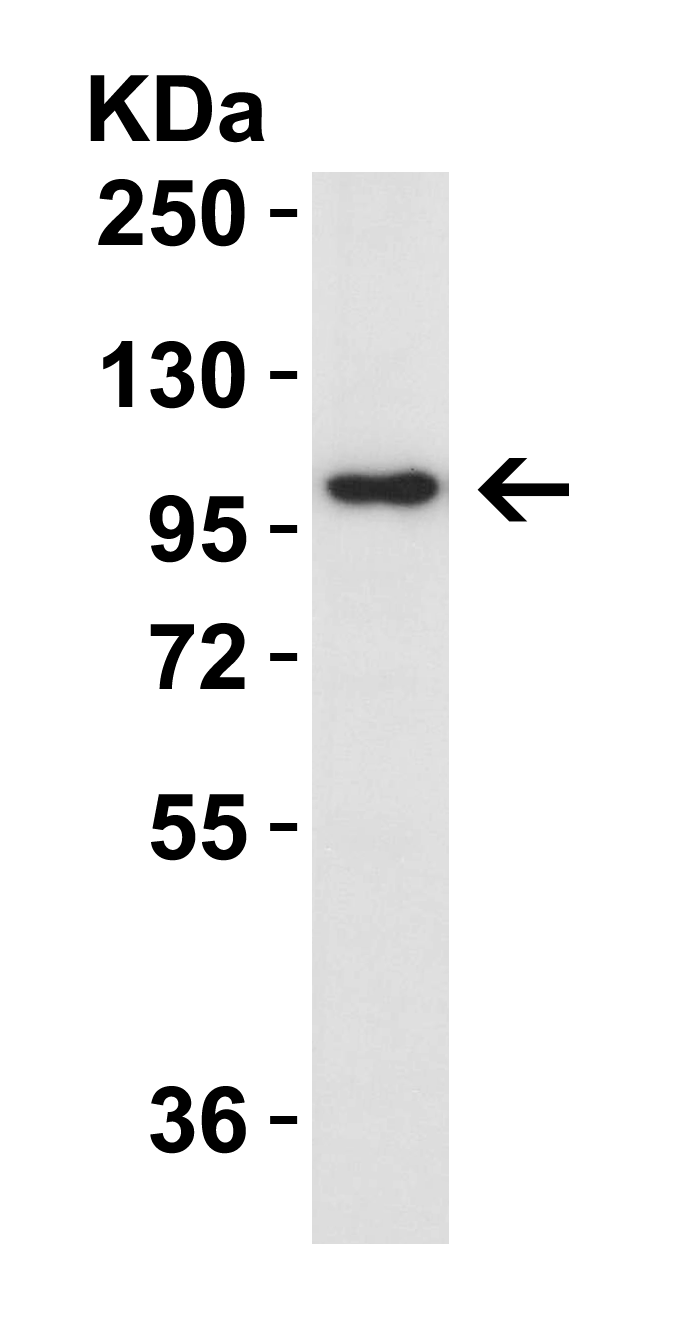 IL-17RA Antibody