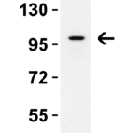 <strong>Figure 2 WB Validation in Mouse Tissues </strong><br>Loading: 15 μg of lysate Antibodies: IL-17RA, 7419, 2 μg/mL , 1 h incubation at RT in 5% NFDM/TBST. Secondary: Goat Anti-Rabbit IgG HRP conjugate at 1:10000 dilution.
