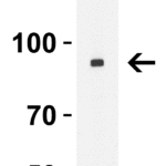 <strong> Figure 1 WB Validation in K562 Cells </strong><br>Loading: 10 μg of lysate Antibodies: Nhe-1, 4379, 4 μ g/mL , 1 h incubation at RT in 5% NFDM/TBST. Secondary: Goat Anti-Rabbit IgG HRP conjugate at 1:10000 dilution.