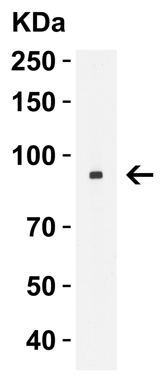 Nhe-1 Antibody