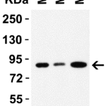 <strong>Figure 2 WB Validation in Mouse Tissues </strong><br>Loading: 15 μg of lysate Antibodies: Nhe-1, 4379, 1 μg/mL , 1 h incubation at RT in 5% NFDM/TBST. Secondary: Goat Anti-Rabbit IgG HRP conjugate at 1:10000 dilution.