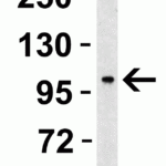 <strong>WB Validation in Human Lung </strong><br>Loading: 15 μg of human lung lysate Antibodies: PPARGC1A 7793, 2 μg/mL , 1 h incubation at RT in 5% NFDM/TBST. Secondary: Goat Anti-Rabbit IgG HRP conjugate at 1:10000 dilution.