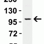 <strong>Figure 3 WB Validation in Mouse Skin </strong><br>Loading: 15 μg of mouse skin lysate Antibodies: PPARGC1A 7793, 2 μg/mL , 1 h incubation at RT in 5% NFDM/TBST. Secondary: Goat Anti-Rabbit IgG HRP conjugate at 1:10000 dilution.