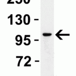 <strong>Figure 4 WB Validation in Rat Kidney </strong><br>Loading: 15 μg of rat kidney lysate Antibodies: PPARGC1A 7793, 2 μg/mL , 1 h incubation at RT in 5% NFDM/TBST. Secondary: Goat Anti-Rabbit IgG HRP conjugate at 1:10000 dilution.