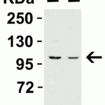 <strong>Figure 1 WB Validation in Human Cell Lines </strong><br>Loading: 15 μg of human cell lysate Antibodies: PPARGC1A 7793, 2 μg/mL , 1 h incubation at RT in 5% NFDM/TBST. Secondary: Goat Anti-Rabbit IgG HRP conjugate at 1:10000 dilution.