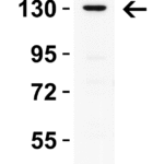 <strong> Figure 1 WB Validation in MCF7 Cells </strong><br>Loading: 15 μg of lysate Antibodies: PRDM16, 5555, 1 μ g/mL , 1 h incubation at RT in 5% NFDM/TBST. Secondary: Goat Anti-Rabbit IgG HRP conjugate at 1:10000 dilution.