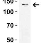 <strong>Figure 3 WB Validation in Rat Spleen </strong><br>Loading: 15 μg of lysate Antibodies: PRDM16, 5555, 2 μg/mL , 1 h incubation at RT in 5% NFDM/TBST. Secondary: Goat Anti-Rabbit IgG HRP conjugate at 1:10000 dilution.