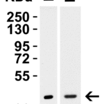 <strong>Figure 4 Western Blot Validation in Mouse Tissues </strong><br>Loading: 15 μg of lysates.Antibodies: TIM-1 3809, 2 μ g/mL, 1h incubation at RT in 5% NFDM/TBST.Secondary: Goat anti-rabbit IgG HRP conjugate at 1:10000 dilution.