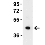 <strong>Figure 1 WB Validation in Human Tonsil</strong><br>Loading: 10 μg of lysate. Antibodies: ZBP1 4401, 1 μg/mL , 1 h incubation at RT in 8% NFDM/TBST. Secondary: Goat Anti-Rabbit IgG HRP conjugate at 1:10,000 dilution.